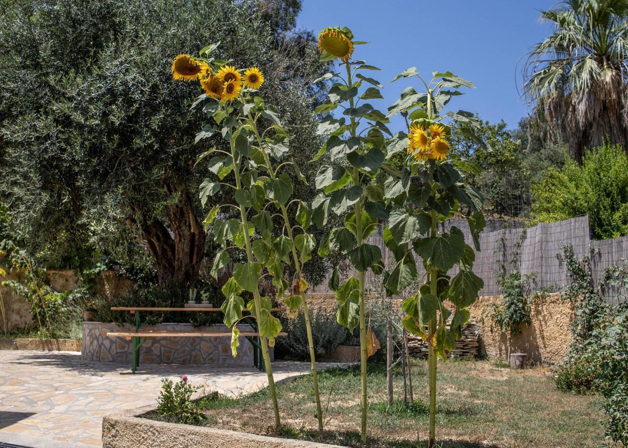 Agrikia House * Agros (Corfu)